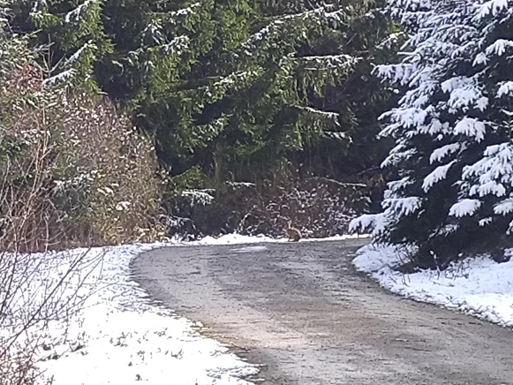 Urlaub Mit Hund Auf Dem Bauernhof Hofswald Daire Euscheid Dış mekan fotoğraf