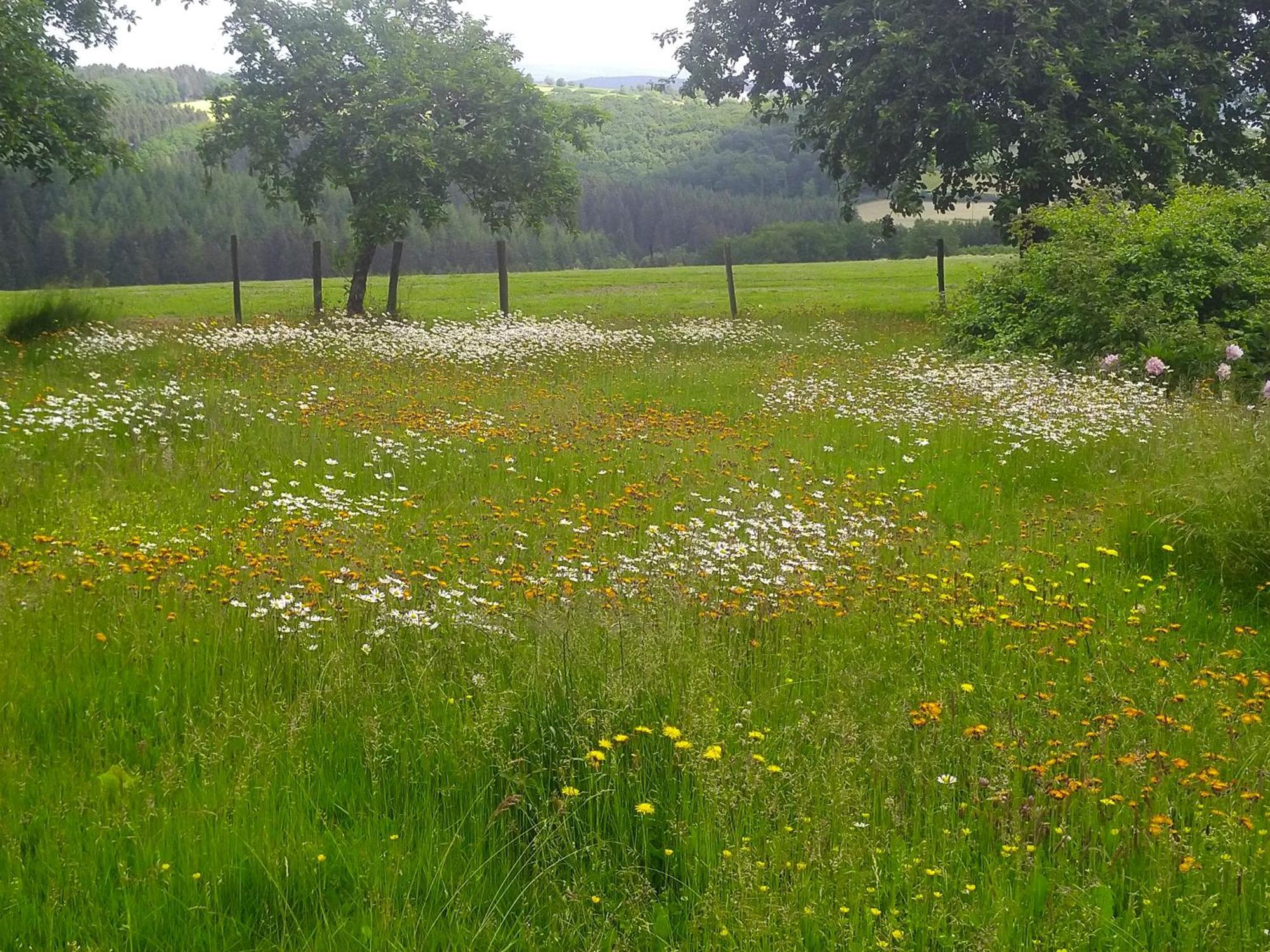 Urlaub Mit Hund Auf Dem Bauernhof Hofswald Daire Euscheid Dış mekan fotoğraf