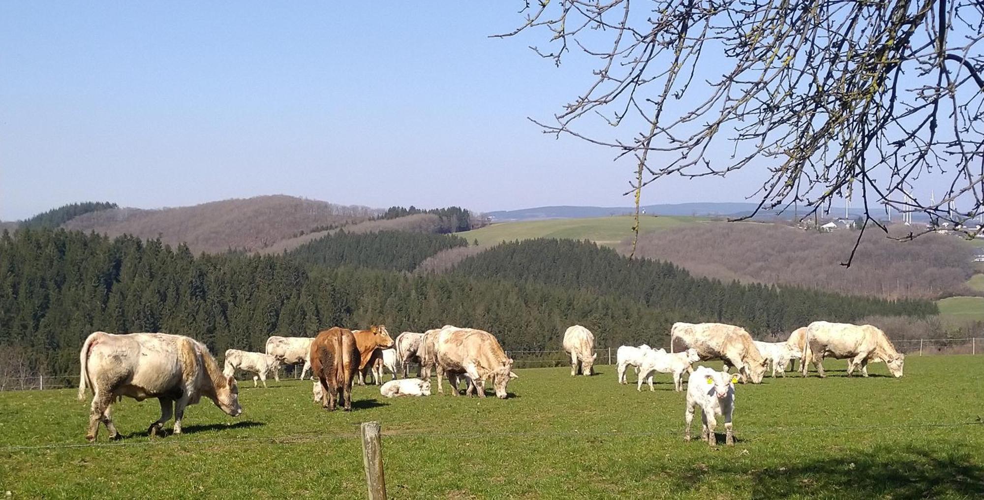 Urlaub Mit Hund Auf Dem Bauernhof Hofswald Daire Euscheid Dış mekan fotoğraf