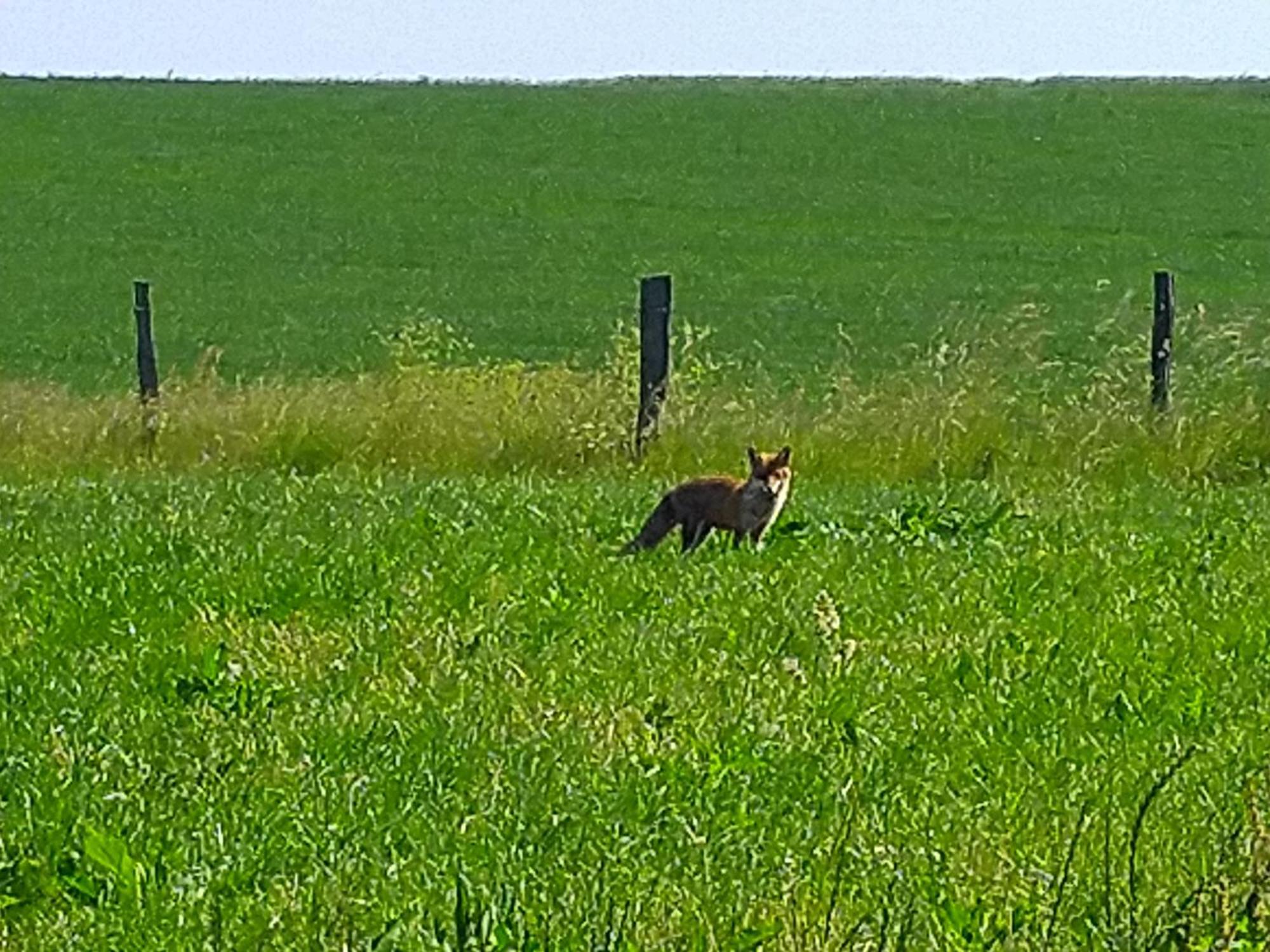 Urlaub Mit Hund Auf Dem Bauernhof Hofswald Daire Euscheid Dış mekan fotoğraf