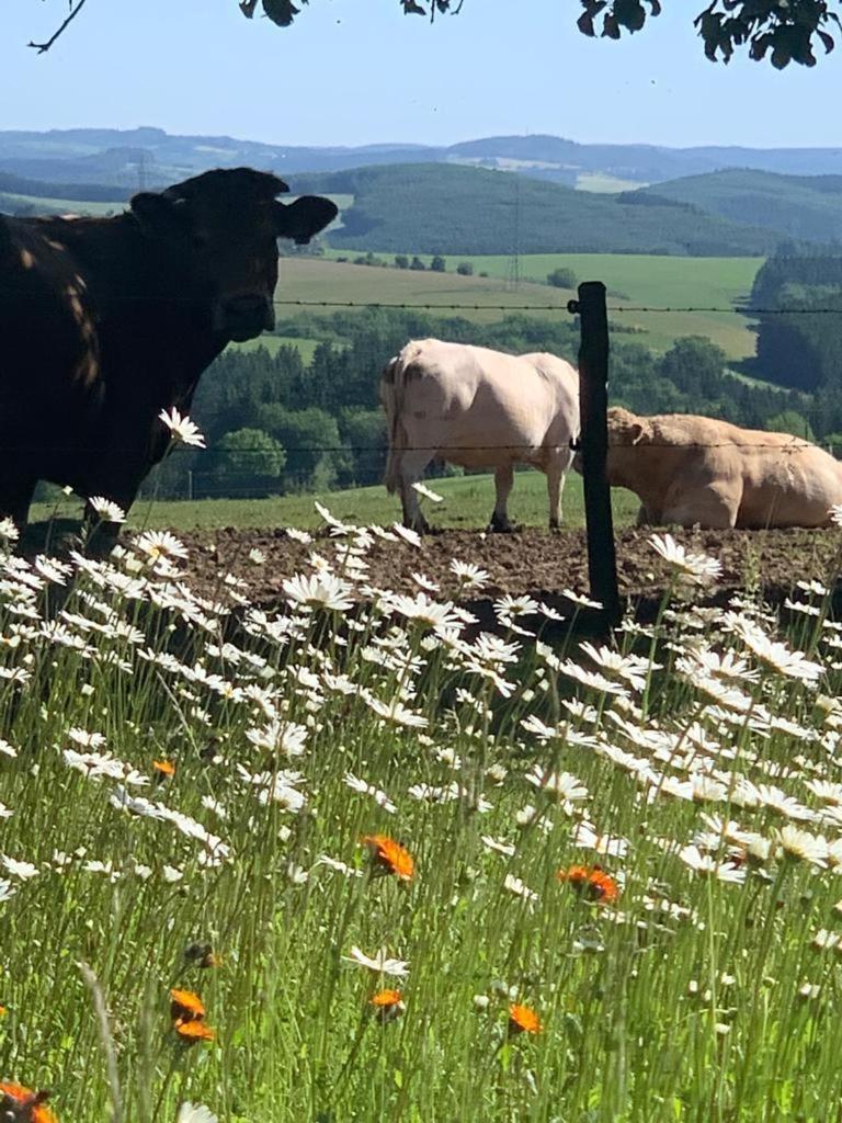 Urlaub Mit Hund Auf Dem Bauernhof Hofswald Daire Euscheid Dış mekan fotoğraf