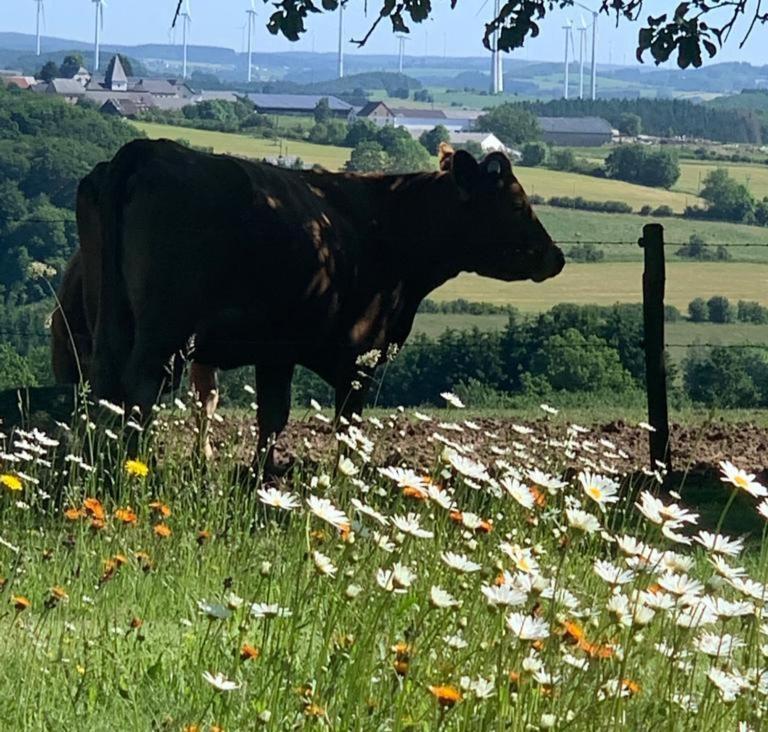 Urlaub Mit Hund Auf Dem Bauernhof Hofswald Daire Euscheid Dış mekan fotoğraf
