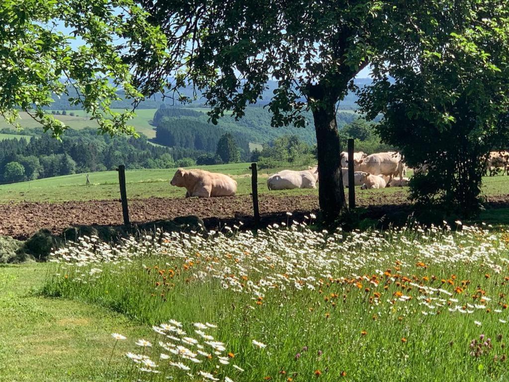 Urlaub Mit Hund Auf Dem Bauernhof Hofswald Daire Euscheid Dış mekan fotoğraf