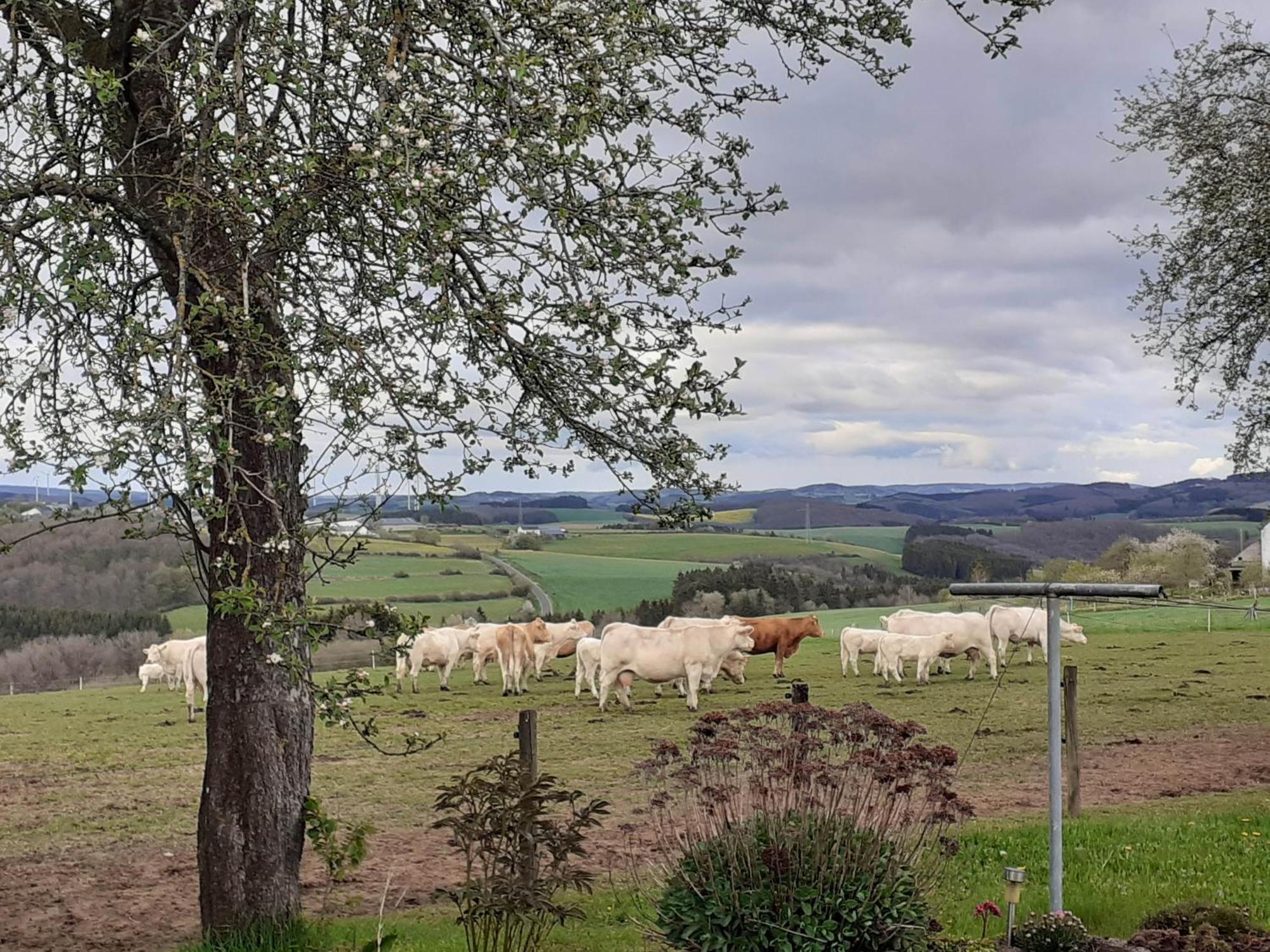 Urlaub Mit Hund Auf Dem Bauernhof Hofswald Daire Euscheid Dış mekan fotoğraf
