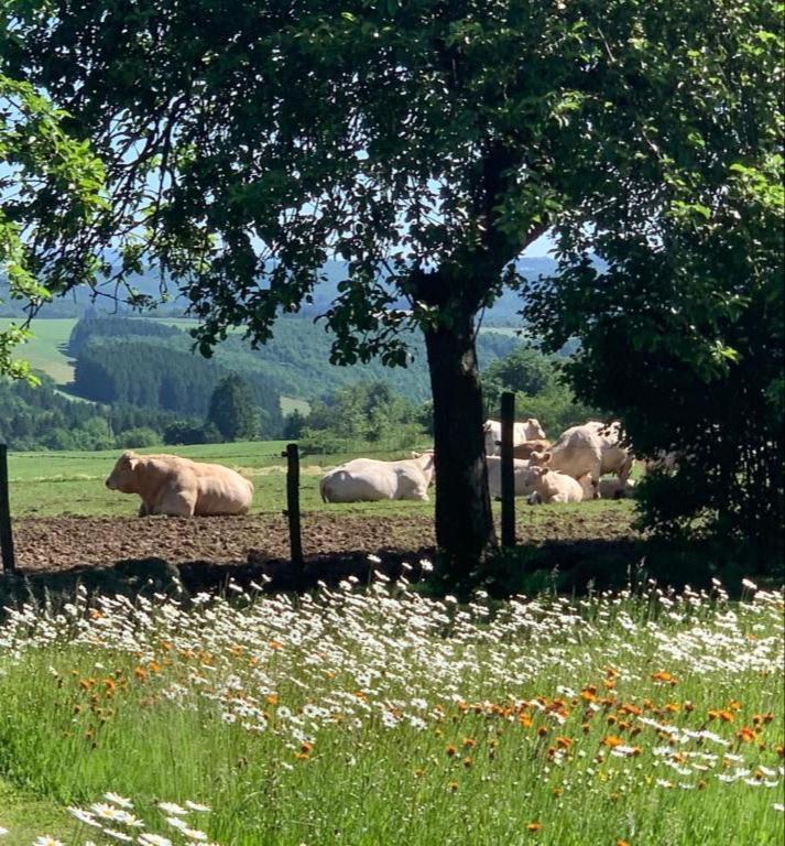 Urlaub Mit Hund Auf Dem Bauernhof Hofswald Daire Euscheid Dış mekan fotoğraf