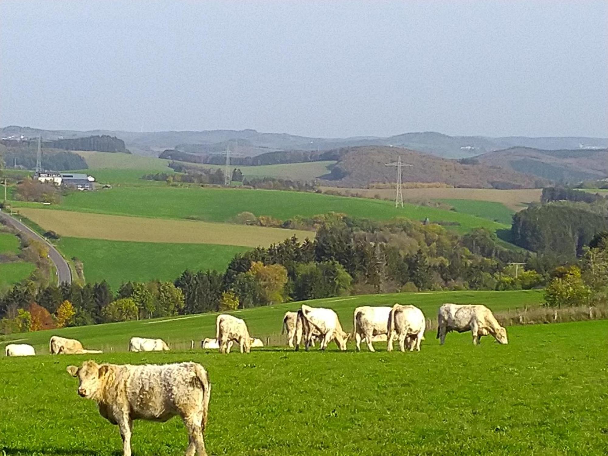 Urlaub Mit Hund Auf Dem Bauernhof Hofswald Daire Euscheid Dış mekan fotoğraf