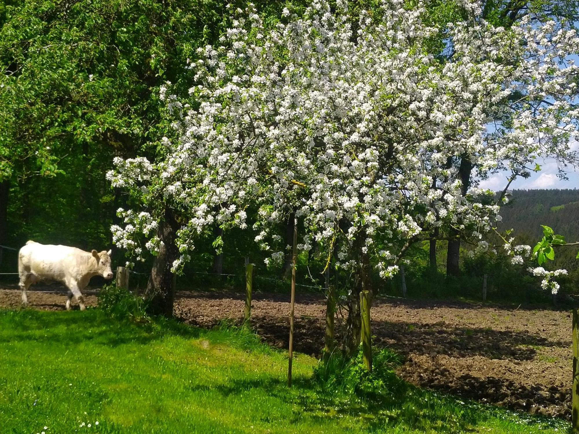 Urlaub Mit Hund Auf Dem Bauernhof Hofswald Daire Euscheid Dış mekan fotoğraf